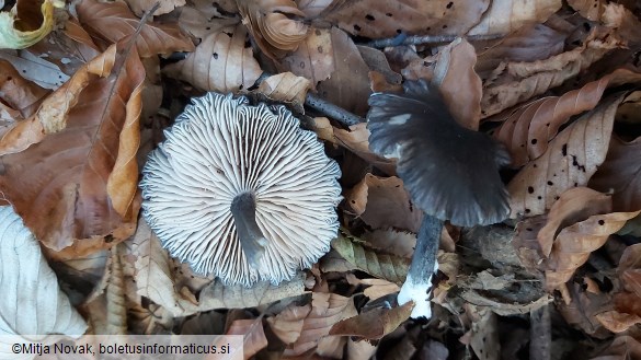 Entoloma serrulatum