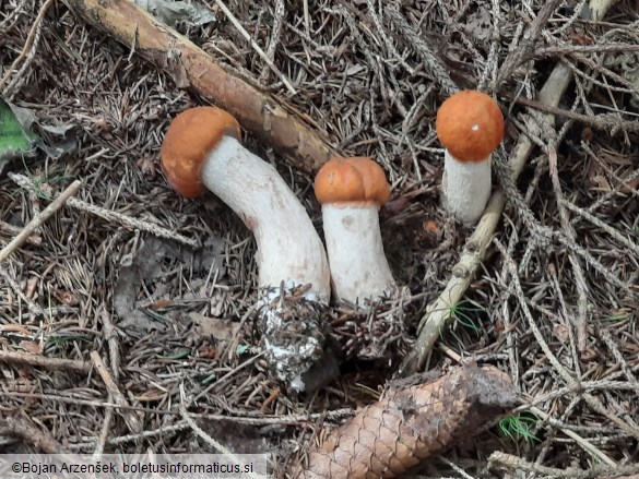 Leccinum rufum