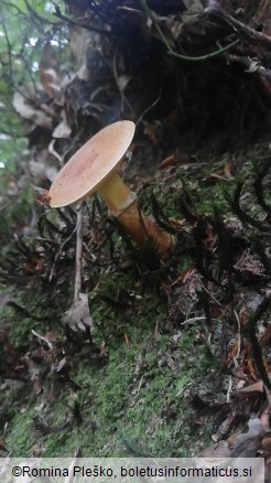 Suillus grevillei