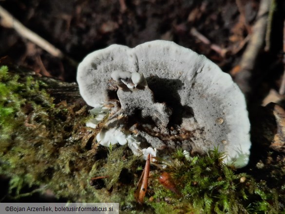 Bjerkandera adusta