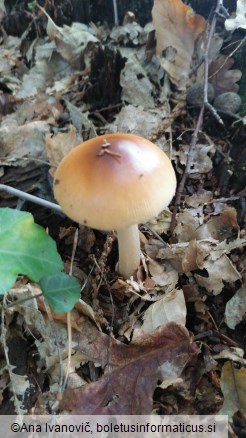 Amanita fulva