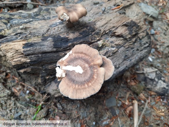 Polyporus ciliatus