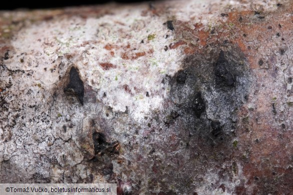 Lopadostoma dryophilum