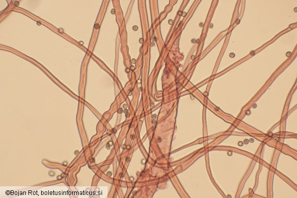 Tulostoma squamosum