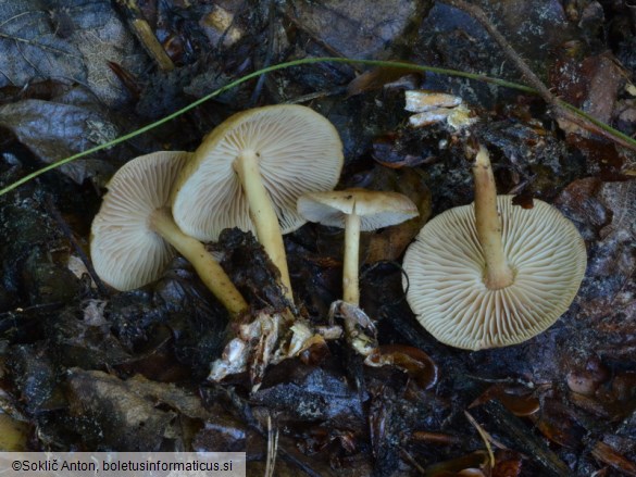 Gymnopus peronatus