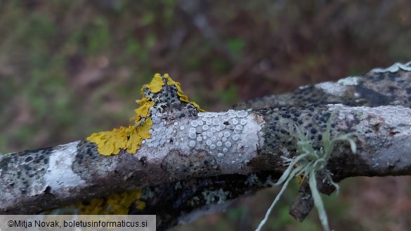 Xanthoria parietina