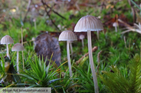 Mycena cinerella