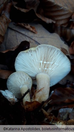 Lactarius blennius