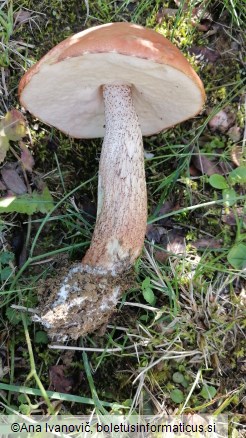 Leccinum versipelle