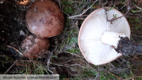 Tricholoma pessundatum
