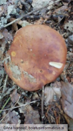 Boletus badius