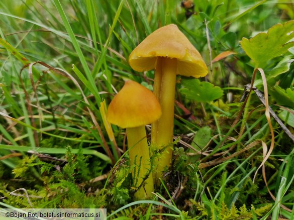 Hygrocybe citrinovirens