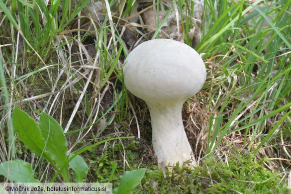 Lycoperdon excipuliforme