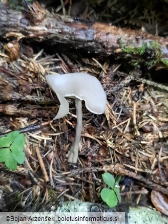 Helvella macropus