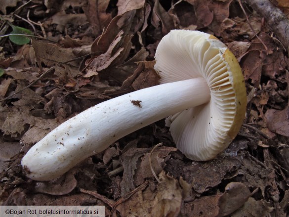 Russula risigallina