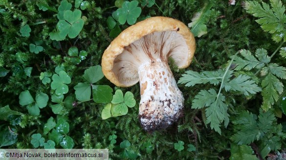 Lactarius scrobiculatus