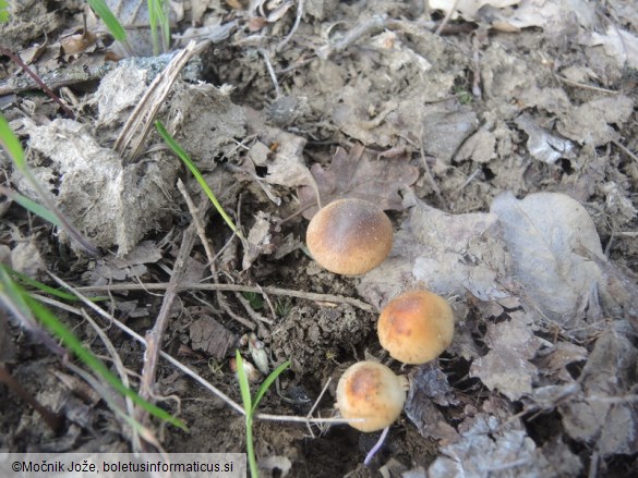 Conocybe aporos