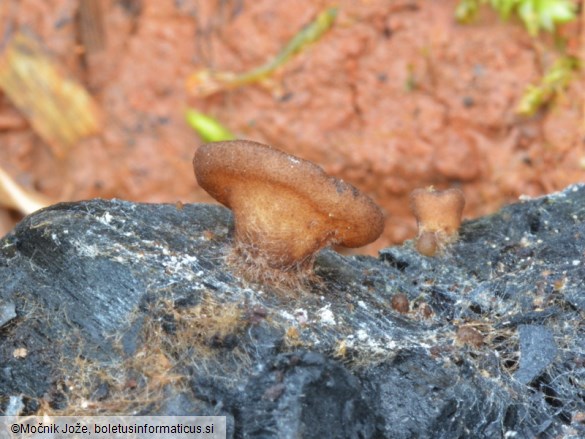 Anthracobia maurilabra