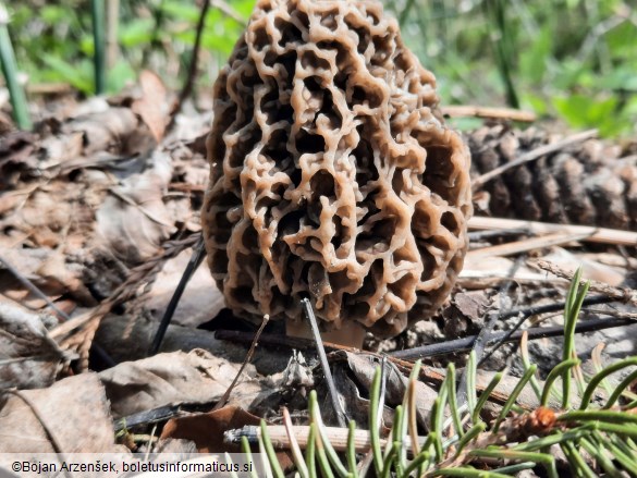Morchella vulgaris