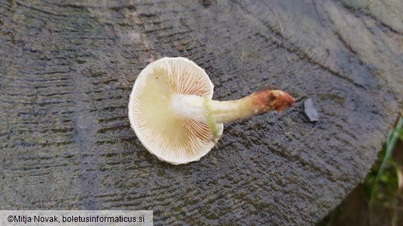 Pholiota scamba