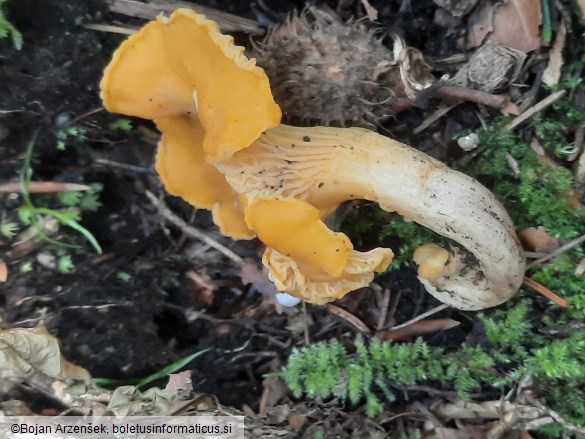 Cantharellus cibarius
