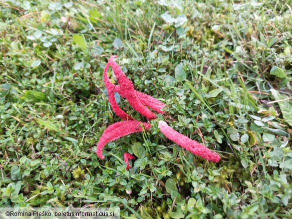 Clathrus archeri