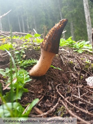 Morchella elata