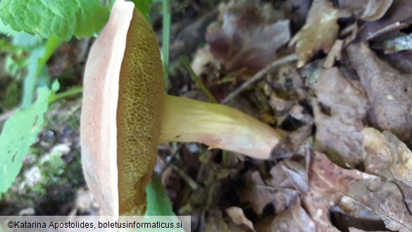 Boletus ferrugineus