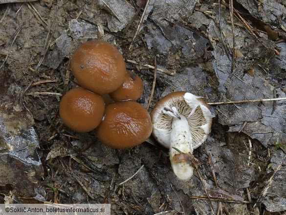 Typhrasa gossypina