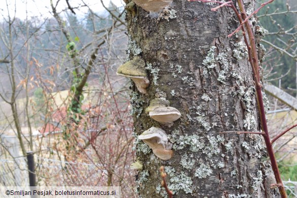 Phellinus pomaceus