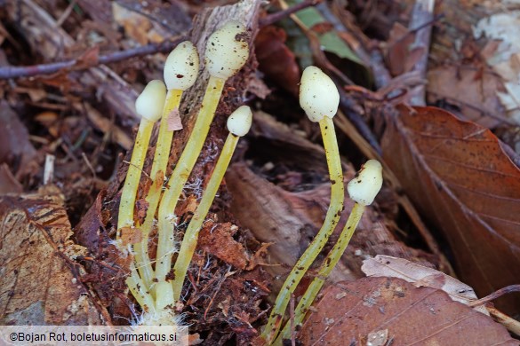 Mycena epipterygia