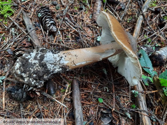 Amanita spadicea