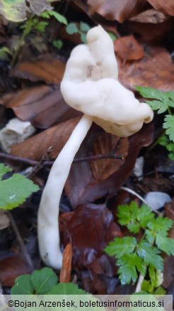 Helvella elastica