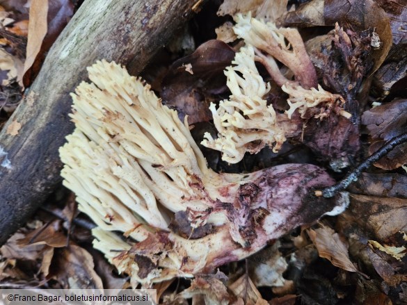 Ramaria sanguinea