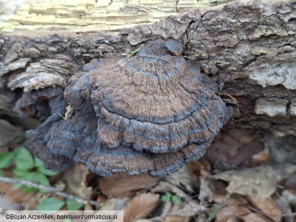 Ischnoderma benzoinum
