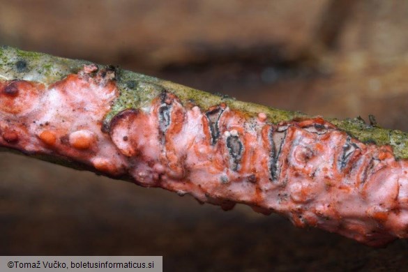 Marchandiomyces quercinus