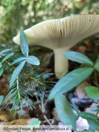 Russula aeruginea