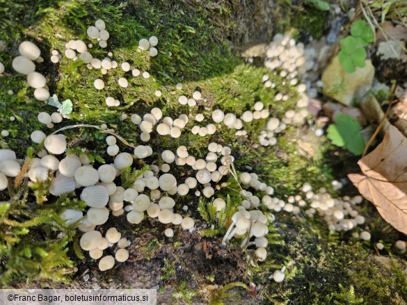 Coprinus disseminatus