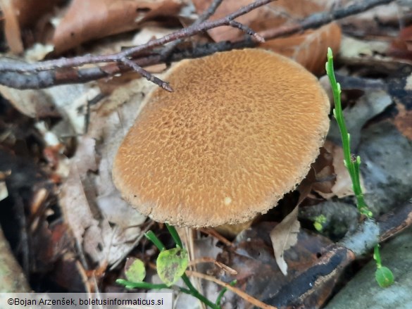 Suillus variegatus