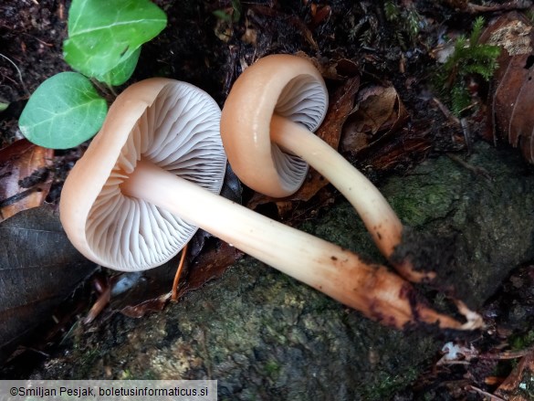 Gymnopus fusipes