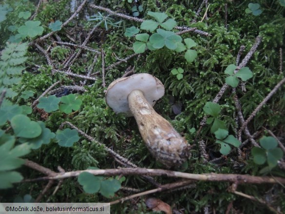 Tylopilus felleus