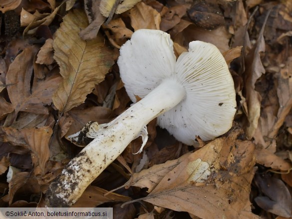 Tricholoma umbonatum