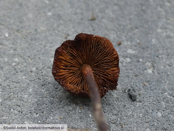 Phaeocollybia jennyae