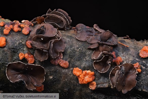 Encoelia fascicularis