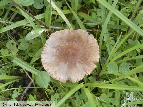 Inocybe fuscidula