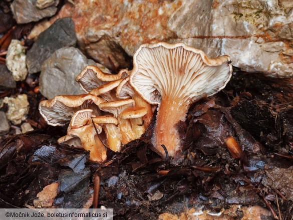 Clitocybe bresadolana