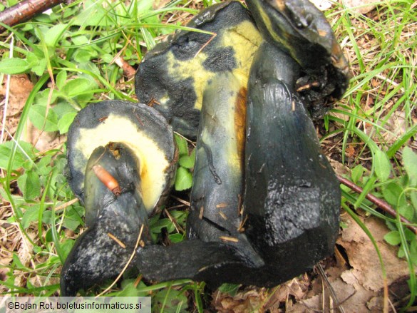 Boletus pulverulentus