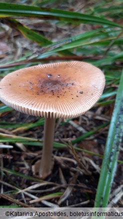 Amanita fulva