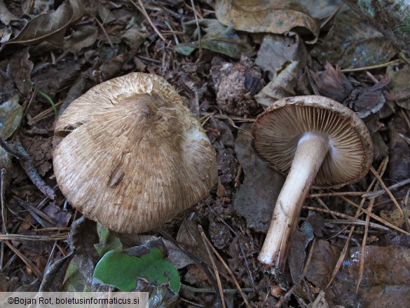 Inocybe corydalina