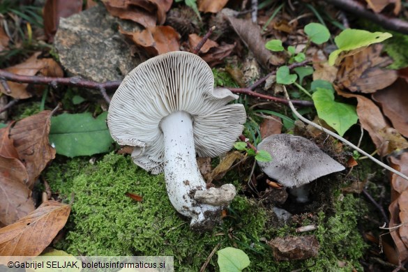 Tricholoma sciodes